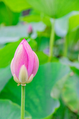 大賀ハス（古代ハス）のつぼみ　A bud of Oga Lotus which is famous for Dr. Ichiro Oga's work in discovering and reviving ancient lotus seeds.