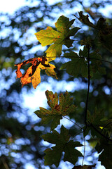 autumn leaves in the sun