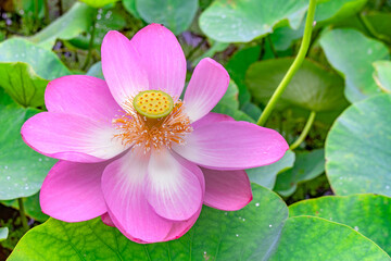 大賀ハス（古代ハス）の花と葉　A flower and leaves of Oga Lotus which is famous for...