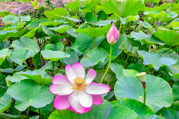 大賀ハス（古代ハス）の花とつぼみと葉　A flower ,
a bud and leaves of Oga Lotus...