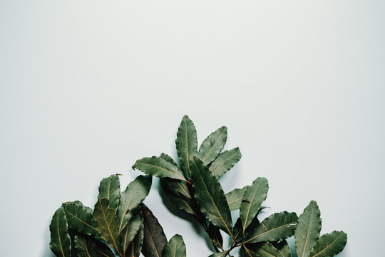 A White Background With Green Plants All Over It