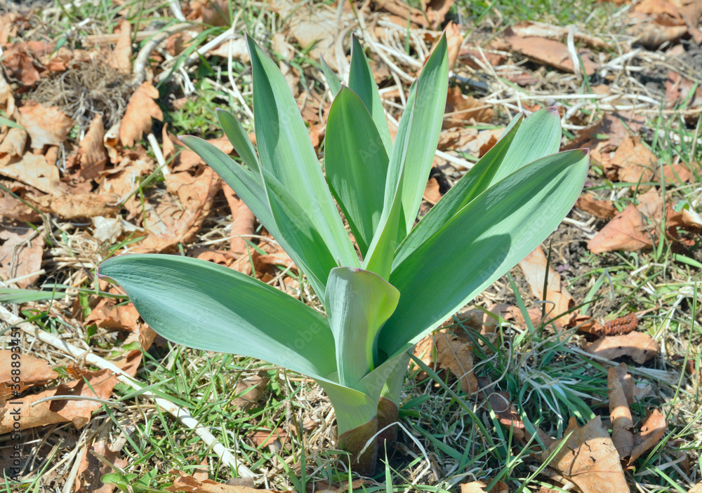 Poster Plants of garlic