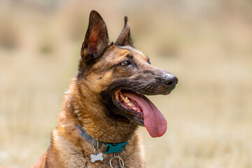 portrait of elegant happy belgian malinois shepherd dog profile head with blurred beige background
