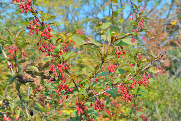 Berries of barberry (Berberis amurensis)