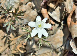 White spring flower (Anemonoides amurensis)