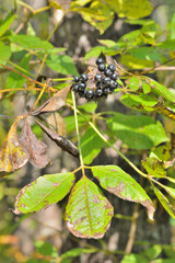 Branch of bush (Eleutherococcus senticosus) with berries