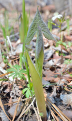 Young herb (Cacalia hastata)