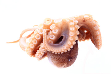 Octopus on a white background