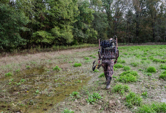 Deer  archery hunter walking through forest during hunting season, carrying bow and arrow.  Seasonal recreational outdoor sport activity.  Adult male enjoying nature and sport hunting.