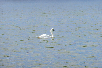 Swan in Lake Morton at city center of lakeland Florida
