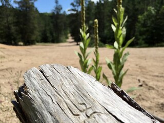 Tree stump landscapes ORV TRAILS