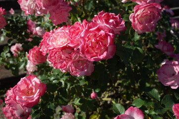 Light Pink Flower of Rose in Full Bloom
