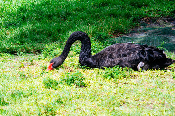 Swan in Lake Morton at city center of lakeland Florida