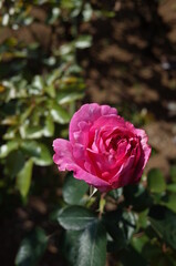 Light Pink Flower of Rose in Full Bloom
