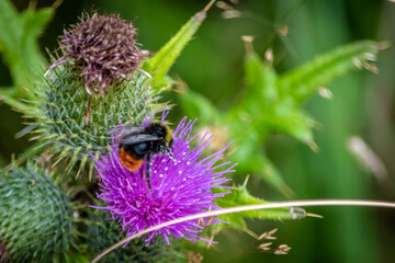 Wildbiene auf Distelblüte