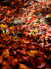 【秋イメージ】鮮やかな紅葉