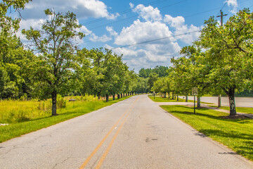 Empty country road lined with green trees