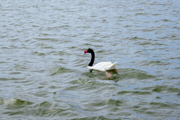 Swan in Lake Morton at city center of lakeland Florida