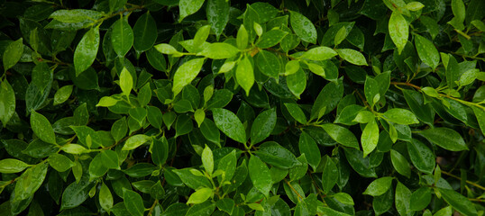 Fototapeta na wymiar close up of leaves as wallpaper