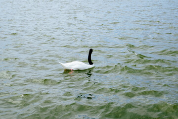 Swan at Lake Morton at city center of lakeland Florida	