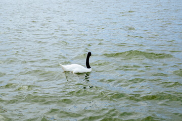 Lake Morton at city center of lakeland Florida	
