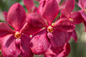 Red orchids of the philippines with water drops