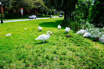 Swan at Lake Morton at city center of lakeland Florida	