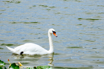 Swan at Lake Morton at city center of lakeland Florida	