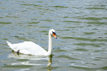Swan at Lake Morton at city center of lakeland Florida	
