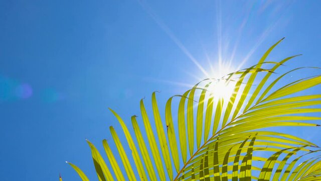 low angle of palm leaf with blowing wind on blue sky and sunshine in summer season