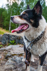 Dog on a mountain near Medvezhyegorsk, Karelia, Russia
