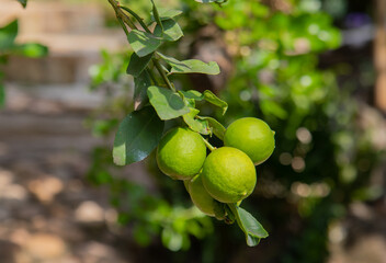 Close up shot of fresh, bright green with yellowish lemon (or lime) on the branch of tree in the organic rural garden in the northern Thailand. Fruit is ripe and ready to harvest for selling