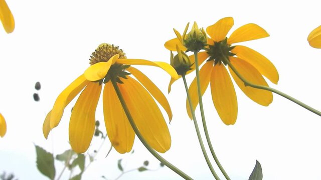 ルドベキアは、北米に30種ほどが分布している一・二年草、または多年草です。
