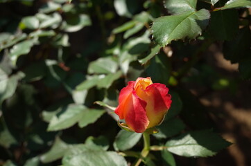 Orange blend Flower of Rose in Full Bloom
