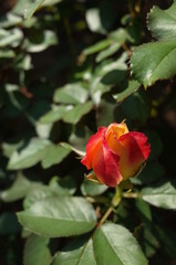 Orange blend Flower of Rose in Full Bloom