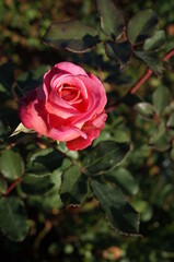 Pink Flower of Rose in Full Bloom
