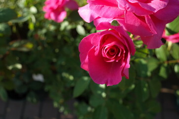 Pink Flower of Rose in Full Bloom
