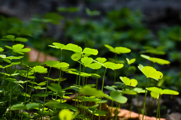 Oxalis or is a large genus of flowering plants in the wood-sorrel family Oxalidaceae comprising about 570 species.