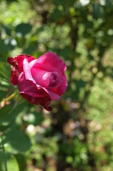 Red Flower of Rose in Full Bloom
