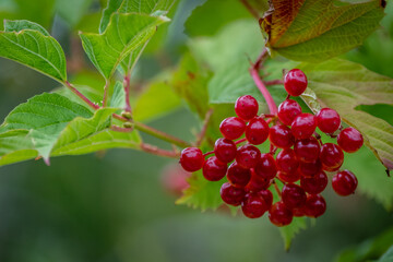 Wilde Beeren