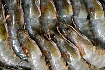 Fototapeta premium Close up of shrimp