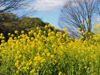 菜の花と青空