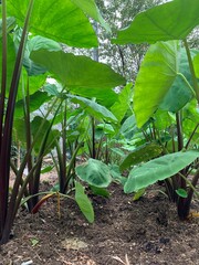 tomato plants in the garden