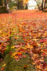 紅葉 秋 11月 Autumn momoji  落葉