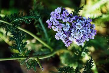 Obraz premium Purple and lilac flowers against a background of green foliage. Mountainous Ossetia. Low depth of field. Background blurred