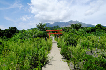 Fototapeta na wymiar 鳥居の奥に見える巨大な桜島