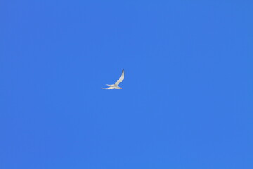 seagull on blue sky