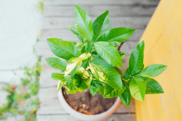 lemon tree without fruit, citrus growing at home, large green leaves of the plant