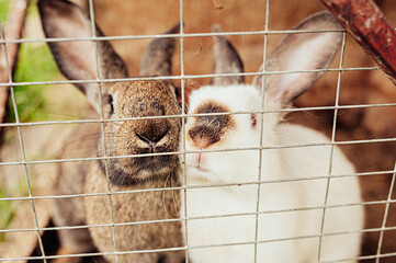 two funny Bunny white and fluffy korichnevy stick their noses through the mesh of the pen