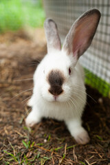 portrait of a Siamese rabbit close-up, vertically